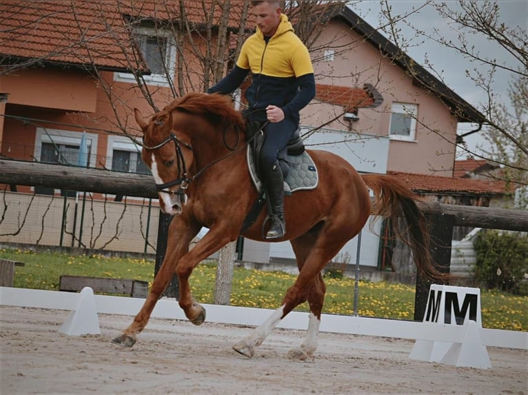 KWPN Caballo castrado 8 años Alazán-tostado in Zagreb