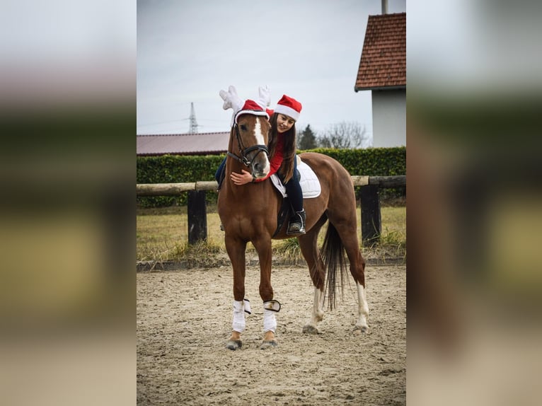 KWPN Caballo castrado 8 años Alazán-tostado in Zagreb