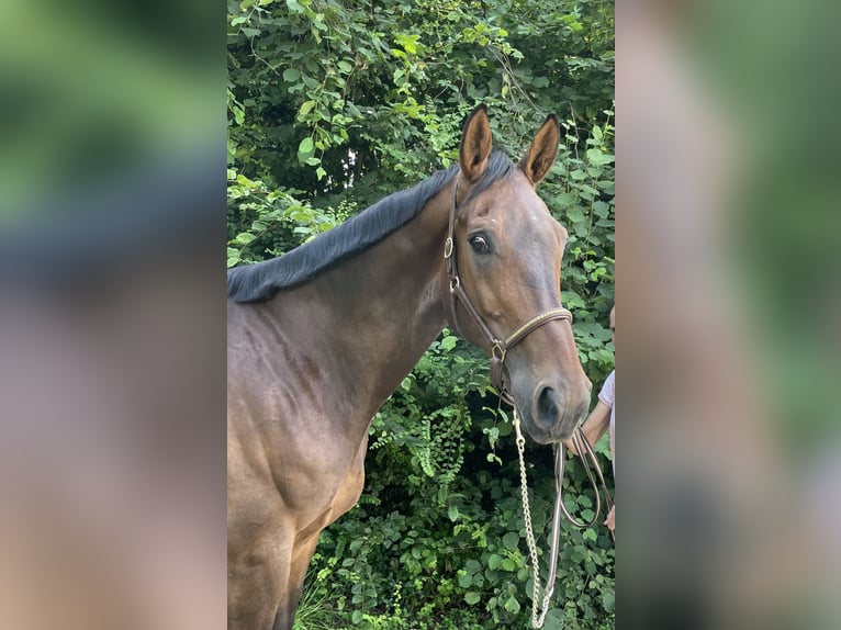 KWPN Caballo castrado 8 años in Murg