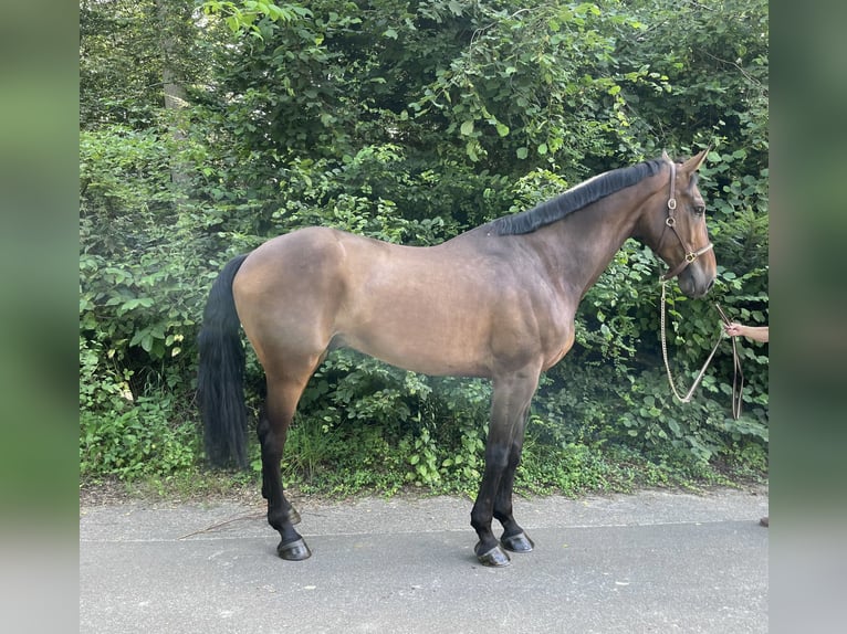 KWPN Caballo castrado 8 años in Murg