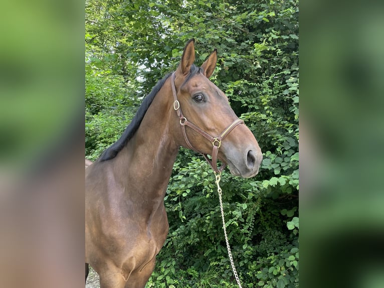 KWPN Caballo castrado 8 años in Murg