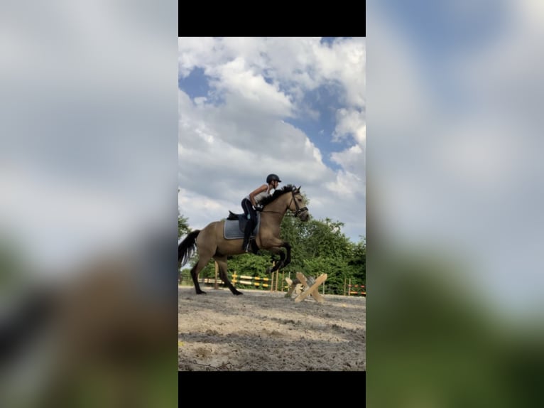 KWPN Caballo castrado 9 años 146 cm Buckskin/Bayo in PeltOverpelt