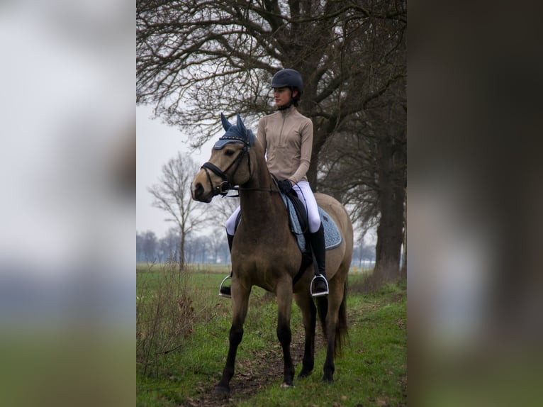 KWPN Caballo castrado 9 años 146 cm Buckskin/Bayo in PeltOverpelt