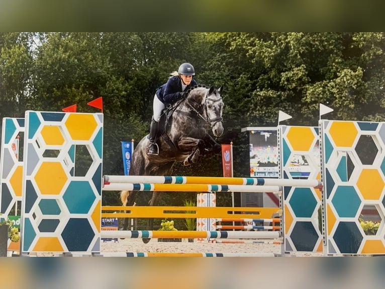 KWPN Caballo castrado 9 años 156 cm Tordo in LochemLochem