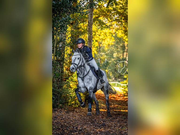 KWPN Caballo castrado 9 años 156 cm Tordo in LochemLochem