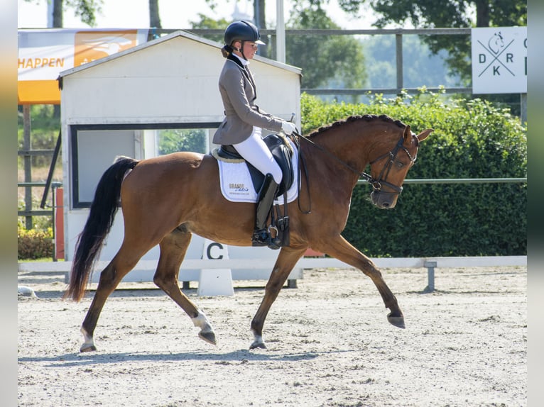 KWPN Caballo castrado 9 años 161 cm Castaño in Grijpskerke