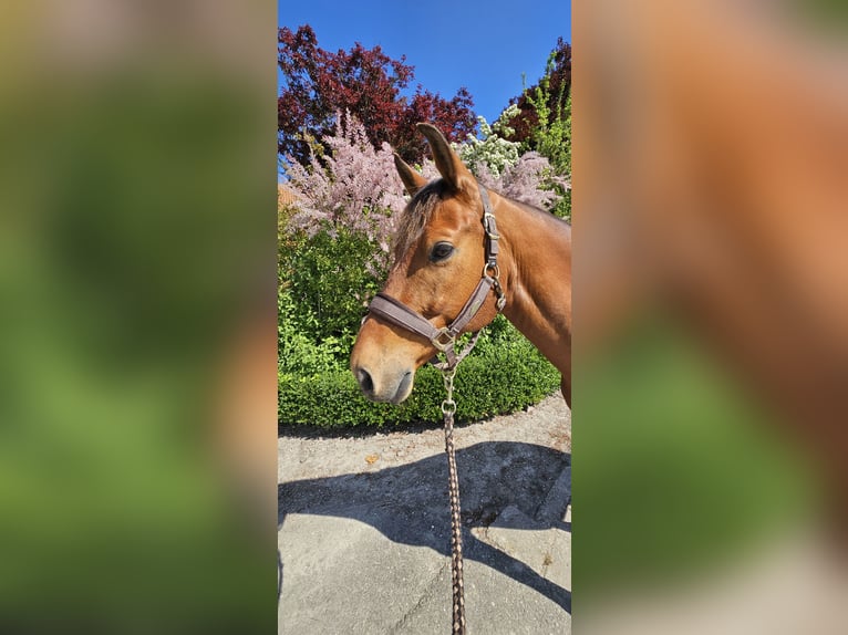 KWPN Caballo castrado 9 años 161 cm Castaño in Grijpskerke