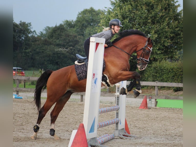 KWPN Caballo castrado 9 años 161 cm Castaño in Boxmeer