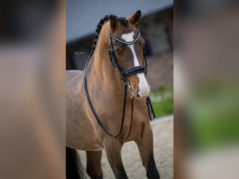 KWPN Caballo castrado 9 años 161 cm Castaño in Boxmeer