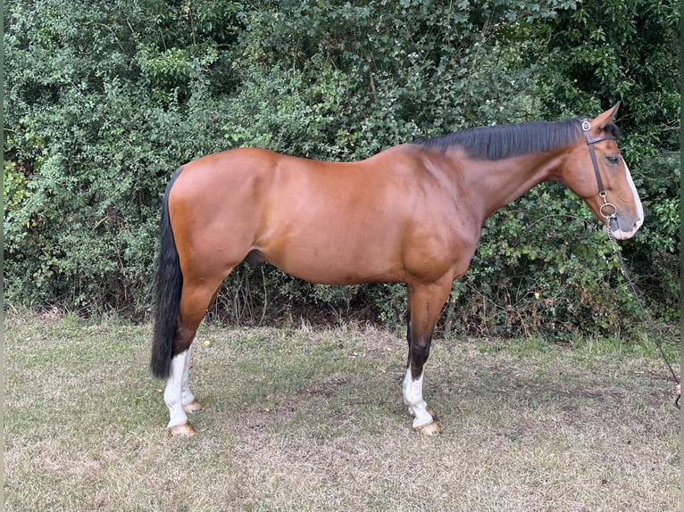 KWPN Caballo castrado 9 años 163 cm Castaño rojizo in Suffolk