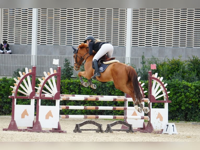 KWPN Caballo castrado 9 años 164 cm Alazán-tostado in Barcelona
