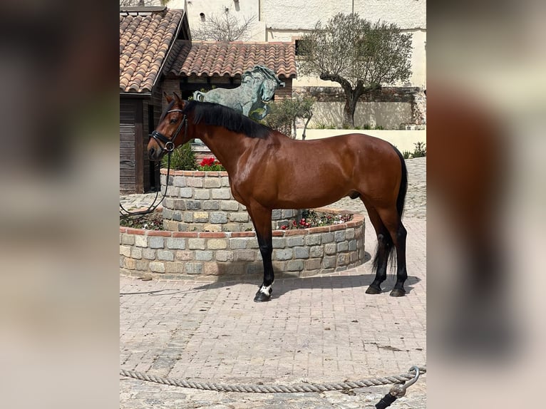 KWPN Caballo castrado 9 años 165 cm Castaño in Barcelona