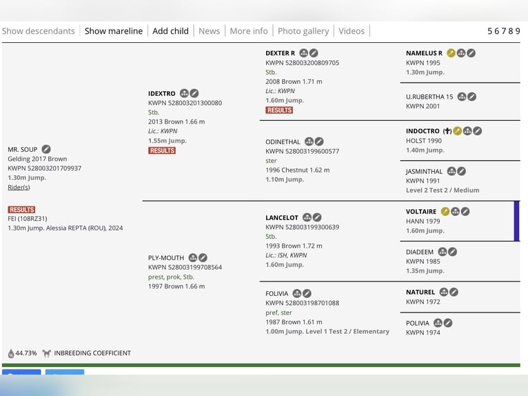 KWPN Caballo castrado 9 años 165 cm Castaño rojizo in Baloteşti