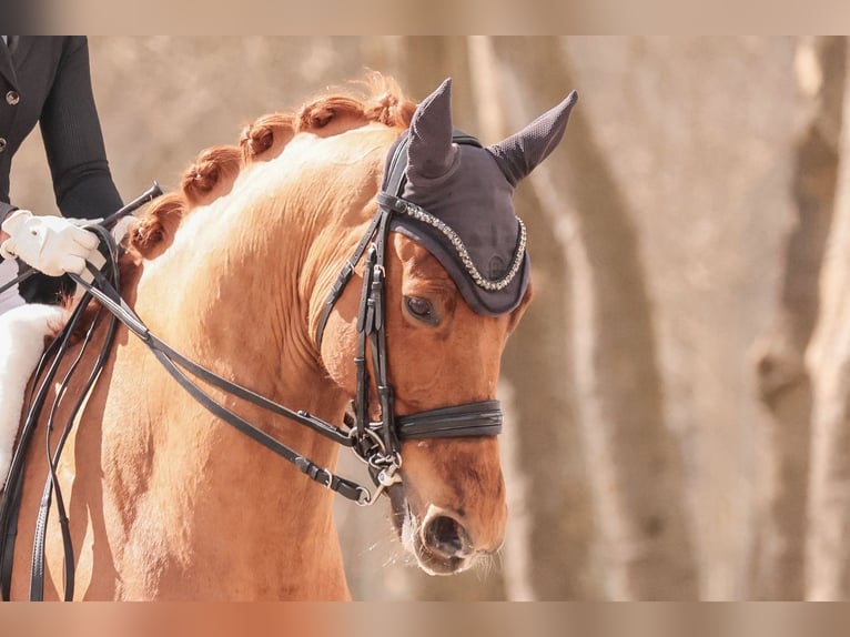 KWPN Caballo castrado 9 años 166 cm Alazán-tostado in Senden