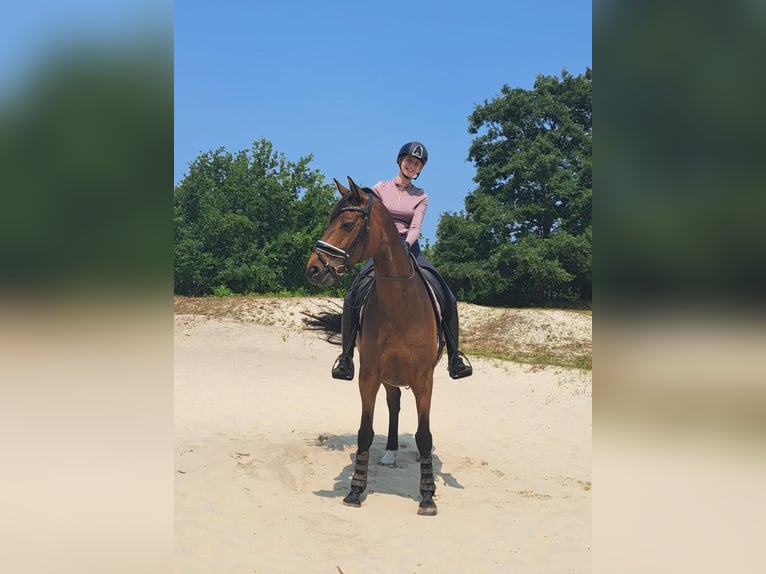 KWPN Caballo castrado 9 años 166 cm Castaño in Renesse
