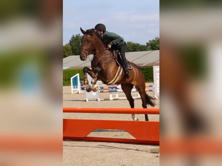 KWPN Caballo castrado 9 años 166 cm Castaño oscuro in Geilenkirchen