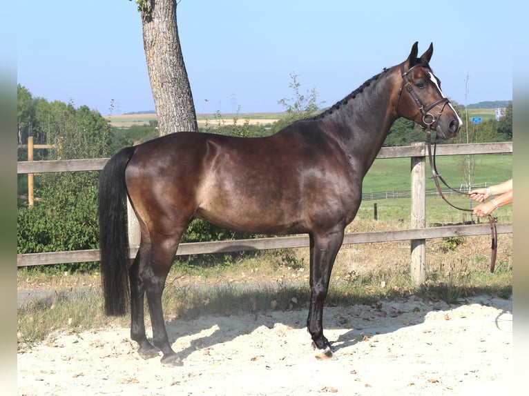 KWPN Caballo castrado 9 años 166 cm Morcillo in Bad DürrheimSunthausen