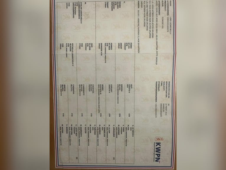KWPN Caballo castrado 9 años 167 cm Alazán in Marl