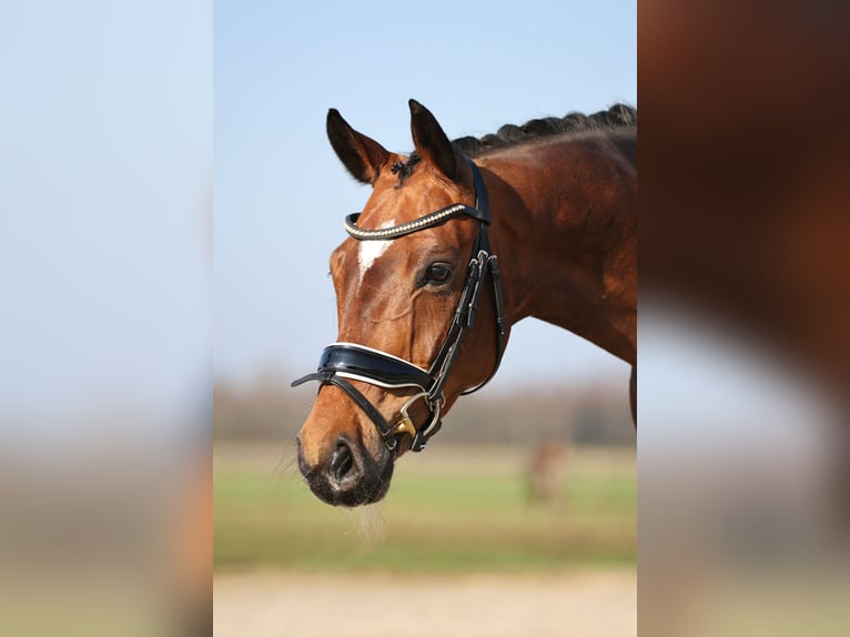 KWPN Caballo castrado 9 años 167 cm Castaño in Haaksbergen