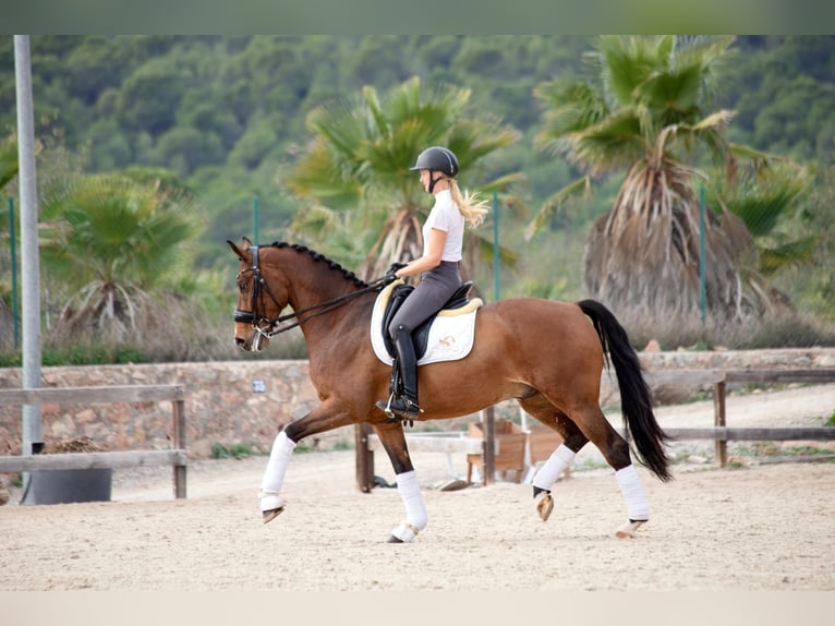 KWPN Caballo castrado 9 años 167 cm Castaño in Valencia