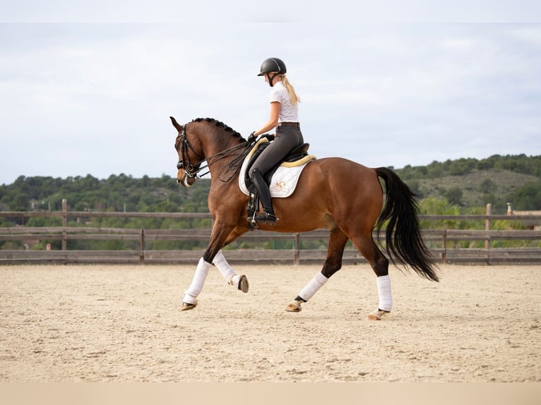 KWPN Caballo castrado 9 años 167 cm Castaño in Valencia