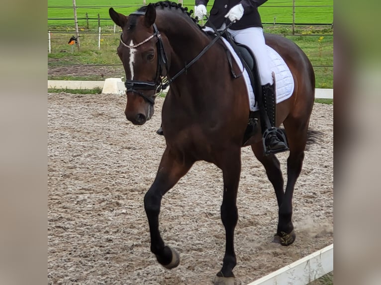 KWPN Caballo castrado 9 años 167 cm Castaño oscuro in Deurne