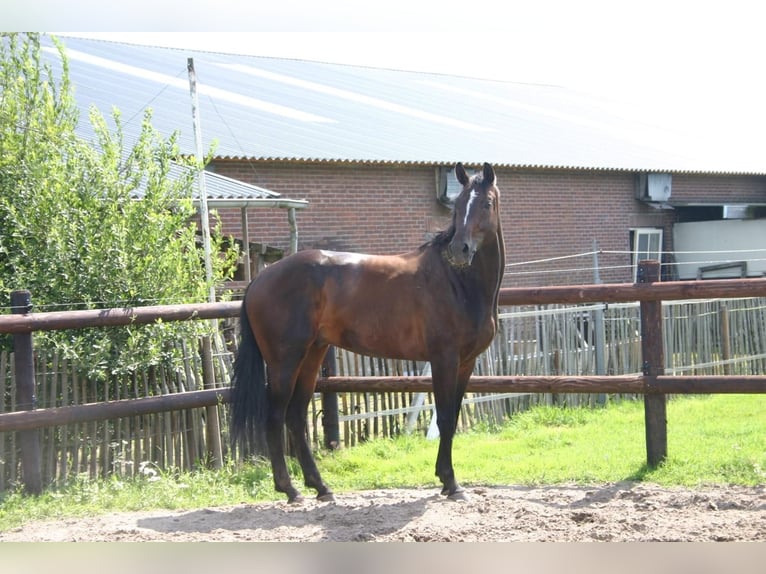 KWPN Caballo castrado 9 años 167 cm Castaño oscuro in Deurne