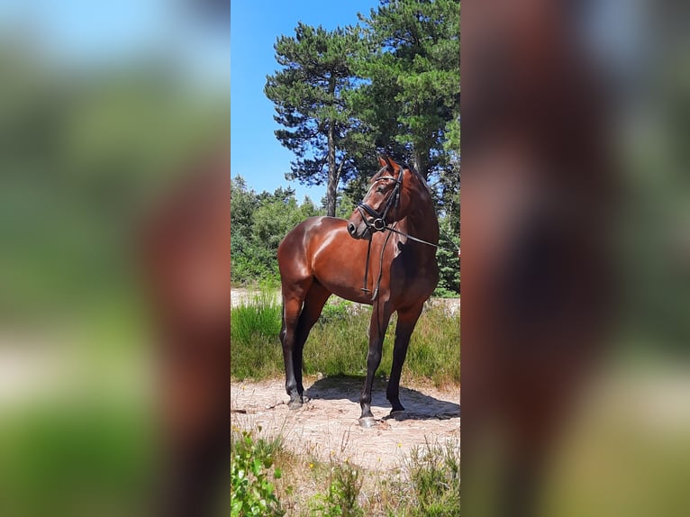 KWPN Caballo castrado 9 años 167 cm Castaño oscuro in Deurne