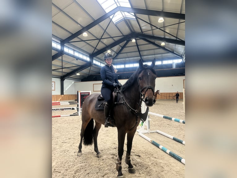 KWPN Caballo castrado 9 años 167 cm Castaño oscuro in Feldkirch