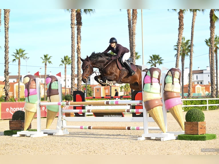 KWPN Caballo castrado 9 años 167 cm Castaño oscuro in Feldkirch