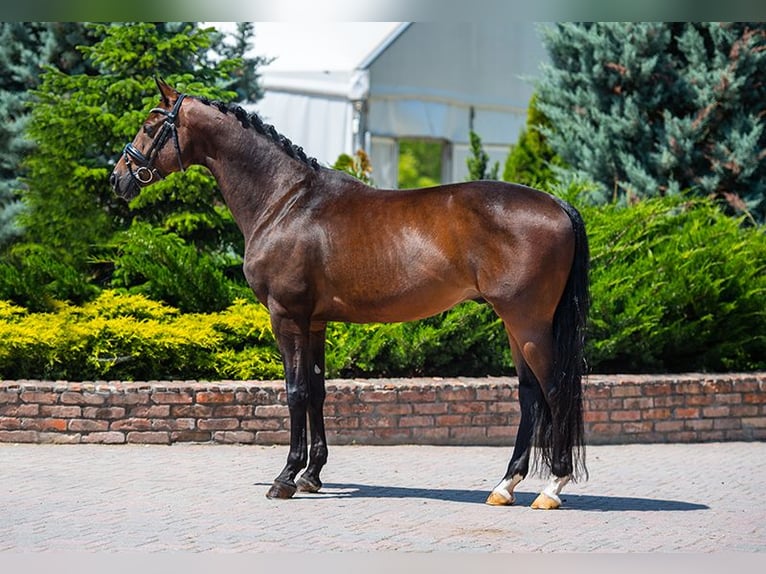 KWPN Caballo castrado 9 años 167 cm Castaño rojizo in Pilisjászfalu