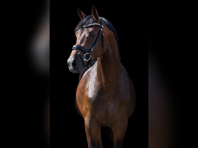 KWPN Caballo castrado 9 años 167 cm Castaño rojizo in Pilisjászfalu