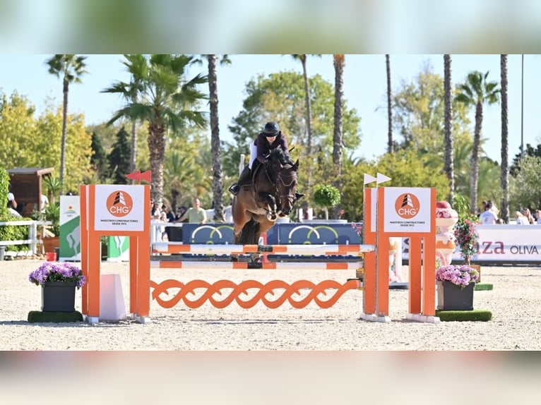 KWPN Caballo castrado 9 años 167 cm Morcillo in Frastanz