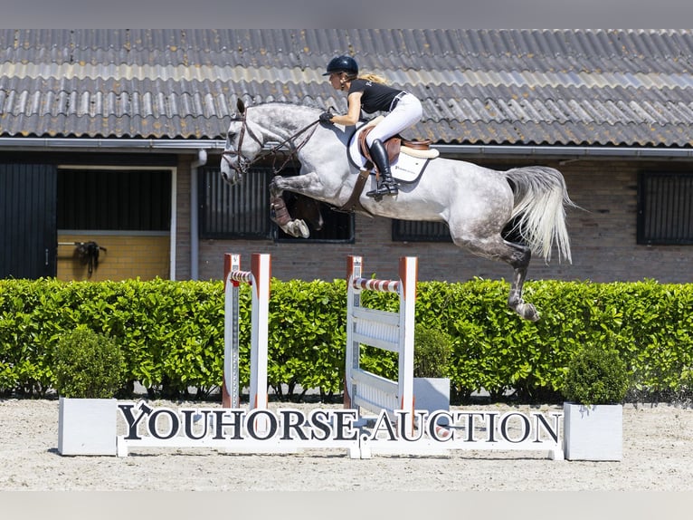KWPN Caballo castrado 9 años 167 cm Tordo in Waddinxveen