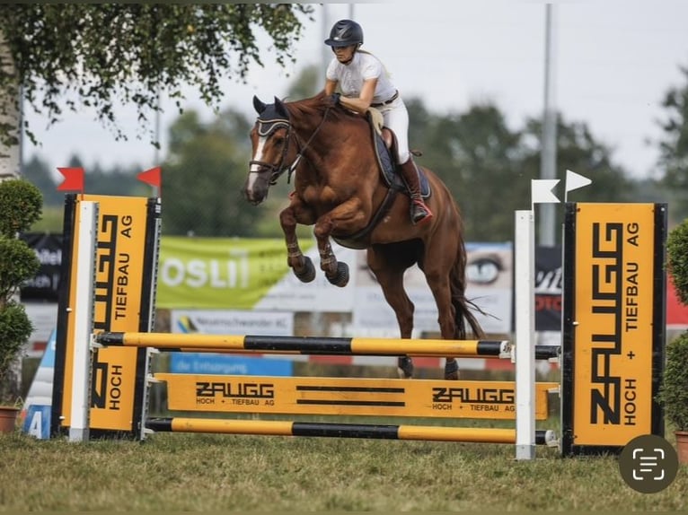 KWPN Caballo castrado 9 años 168 cm Alazán in Bottenwil