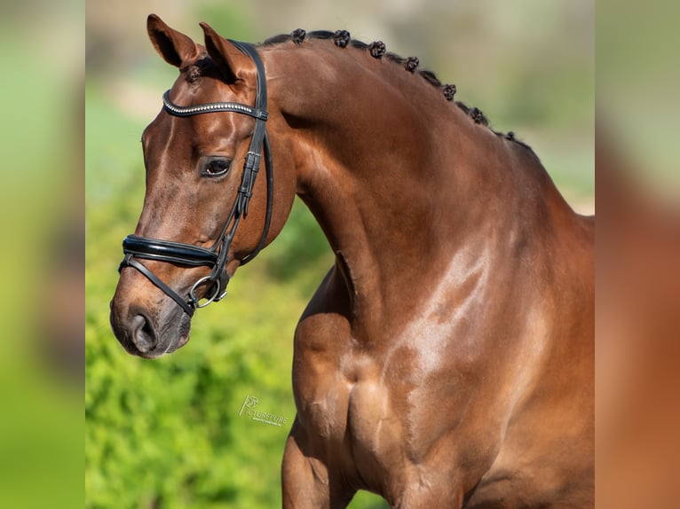 KWPN Caballo castrado 9 años 168 cm Alazán-tostado in Puth