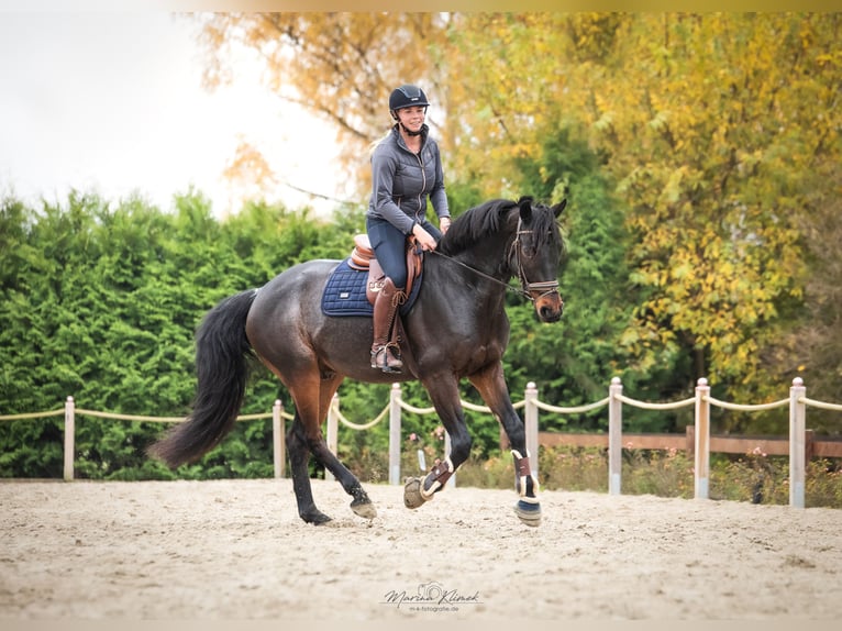 KWPN Caballo castrado 9 años 168 cm Castaño in Einbeck