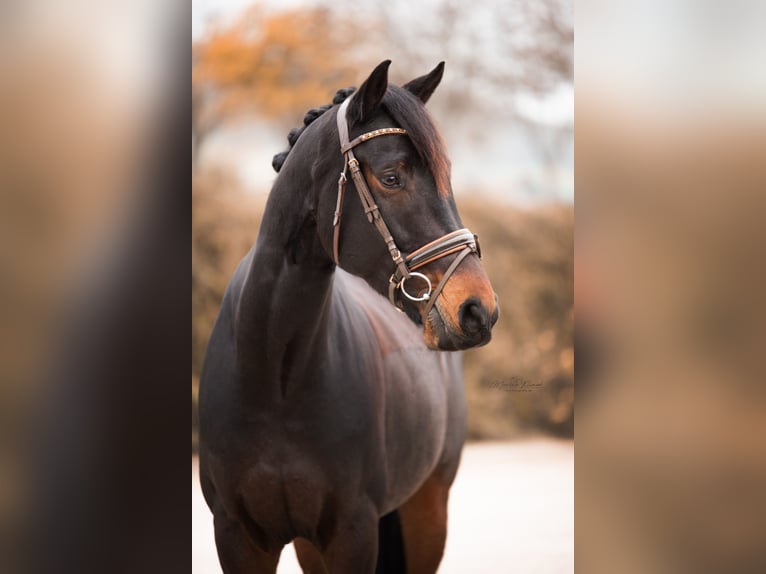 KWPN Caballo castrado 9 años 168 cm Castaño in Einbeck