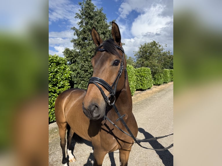 KWPN Caballo castrado 9 años 168 cm Castaño oscuro in Oud Gastel