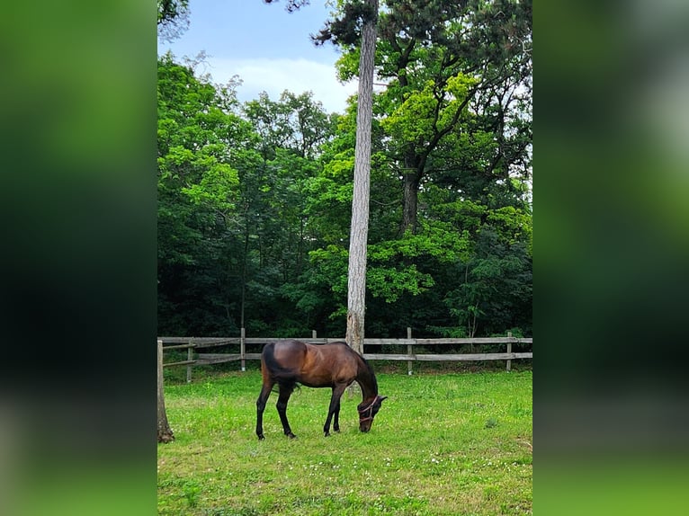 KWPN Caballo castrado 9 años 168 cm Castaño oscuro in Gumpoldskirchen