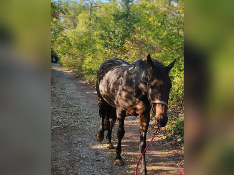 KWPN Caballo castrado 9 años 168 cm Castaño oscuro in Gumpoldskirchen