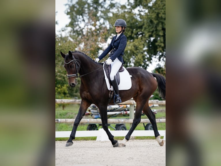 KWPN Caballo castrado 9 años 168 cm Morcillo in Birac