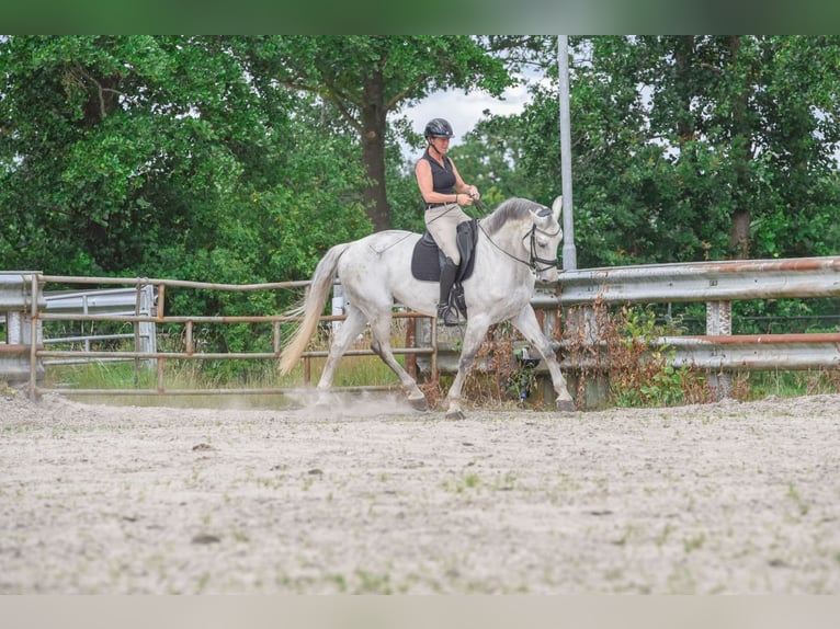 KWPN Caballo castrado 9 años 168 cm Porcelana in Opende