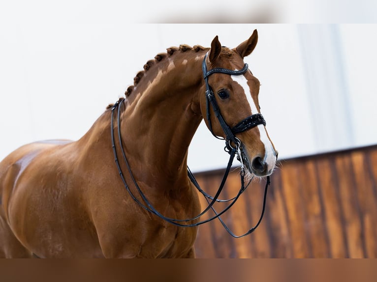 KWPN Caballo castrado 9 años 170 cm Alazán in Kwadijk