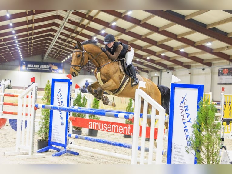 KWPN Caballo castrado 9 años 170 cm Castaño in Zeewolde