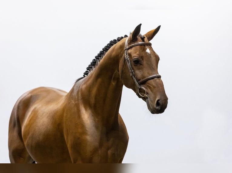 KWPN Caballo castrado 9 años 170 cm Castaño in Waddinxveen