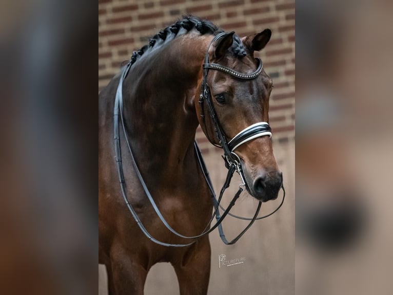 KWPN Caballo castrado 9 años 170 cm Castaño oscuro in Goch