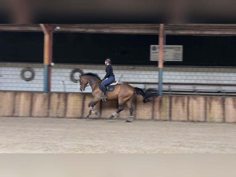 KWPN Caballo castrado 9 años 170 cm Castaño oscuro in Oud Gastel