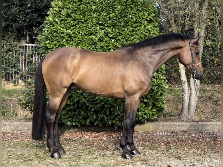 KWPN Caballo castrado 9 años 170 cm Castaño oscuro in Oud Gastel