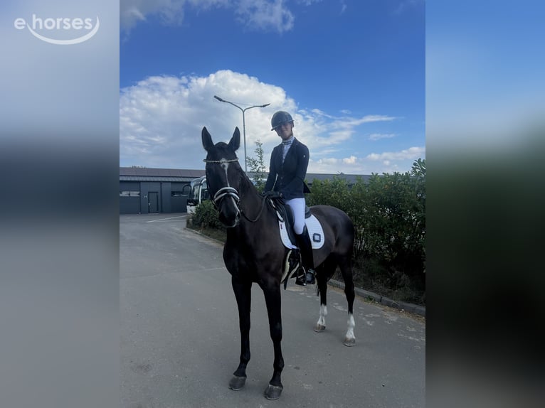 KWPN Caballo castrado 9 años 170 cm Negro in Boerakker